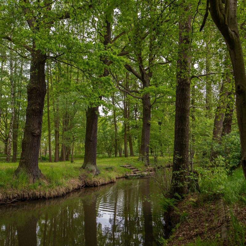 Spree-Fließ-Umgebung-Burg